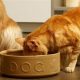 Cat-Proof: How to Stop the Dog From Eating Cat Food - Tips | World’s Most Delicious Foods: Must-Try Dishes from Every Country
