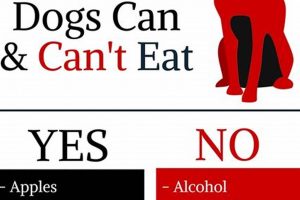 Is Food Coloring Safe? Can Dogs Eat It? Guide Safem Fabrication - Precision Engineering & Custom Manufacturing Solutions Is Food Coloring Safe? Can Dogs Eat It? Guide | Safem Fabrication - Precision Engineering & Custom Manufacturing Solutions