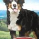 Retriever Dog Food: Who Makes It & Is It Good? | World’s Most Delicious Foods: Must-Try Dishes from Every Country