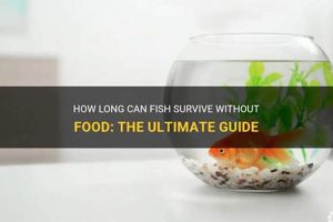 Fish Survival: How Long Can A Fish Go Without Food? Safem Fabrication - Precision Engineering & Custom Manufacturing Solutions Fish Survival: How Long Can A Fish Go Without Food? | Safem Fabrication - Precision Engineering & Custom Manufacturing Solutions