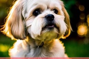 Top Picks: Best Dog Food for Lhasa Apso (2024 Guide) Safem Fabrication - Precision Engineering & Custom Manufacturing Solutions Top Picks: Best Dog Food for Lhasa Apso (2024 Guide) | Safem Fabrication - Precision Engineering & Custom Manufacturing Solutions