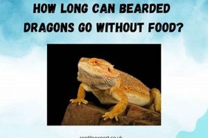 Can a Dragon Starve? How Long Can a Bearded Dragon Live Without Food? Guide Safem Fabrication - Precision Engineering & Custom Manufacturing Solutions Can a Dragon Starve? How Long Can a Bearded Dragon Live Without Food? Guide | Safem Fabrication - Precision Engineering & Custom Manufacturing Solutions