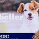 Best Nunn Better Dog Food: Reviews &amp; Alternatives | World’s Most Delicious Foods: Must-Try Dishes from Every Country