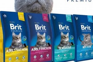 Is Brit Cat Food the Right Choice? [Review & Guide] | World’s Most Delicious Foods: Must-Try Dishes from Every Country