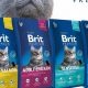 Is Brit Cat Food the Right Choice? [Review & Guide] | World’s Most Delicious Foods: Must-Try Dishes from Every Country