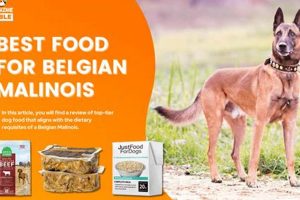 Top Picks: Best Dog Food for Malinois Reviews & Guide Safem Fabrication - Precision Engineering & Custom Manufacturing Solutions Top Picks: Best Dog Food for Malinois Reviews & Guide | Safem Fabrication - Precision Engineering & Custom Manufacturing Solutions