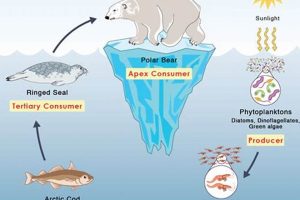 Guide to Arctic Food Fish: Species, Sustainability & More Safem Fabrication - Precision Engineering & Custom Manufacturing Solutions Guide to Arctic Food Fish: Species, Sustainability & More | Safem Fabrication - Precision Engineering & Custom Manufacturing Solutions