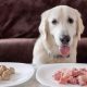 Is Food Boredom Real? Can Dogs Get Sick of Their Food? Tips! | World’s Most Delicious Foods: Must-Try Dishes from Every Country