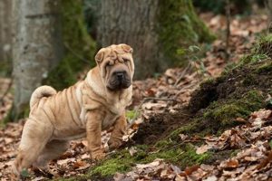 Guide: Best Food for Shar Pei Pups & Adults (Top Picks) Safem Fabrication - Precision Engineering & Custom Manufacturing Solutions Guide: Best Food for Shar Pei Pups & Adults (Top Picks) | Safem Fabrication - Precision Engineering & Custom Manufacturing Solutions