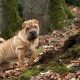 Guide: Best Food for Shar Pei Pups & Adults (Top Picks) | World’s Most Delicious Foods: Must-Try Dishes from Every Country