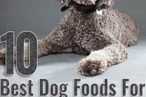 Top-Rated: Best Dog Food for Labradoodles (Expert Picks!) Safem Fabrication - Precision Engineering & Custom Manufacturing Solutions Top-Rated: Best Dog Food for Labradoodles (Expert Picks!) | Safem Fabrication - Precision Engineering & Custom Manufacturing Solutions