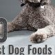 Top-Rated: Best Dog Food for Labradoodles (Expert Picks!) | World’s Most Delicious Foods: Must-Try Dishes from Every Country