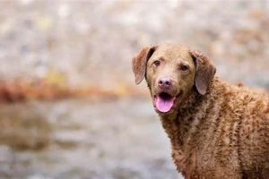 Top Picks: Best Dog Food for Chesapeake Bay Retrievers Guide Safem Fabrication - Precision Engineering & Custom Manufacturing Solutions Top Picks: Best Dog Food for Chesapeake Bay Retrievers Guide | Safem Fabrication - Precision Engineering & Custom Manufacturing Solutions
