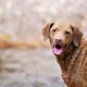 Top Picks: Best Dog Food for Chesapeake Bay Retrievers Guide | World’s Most Delicious Foods: Must-Try Dishes from Every Country