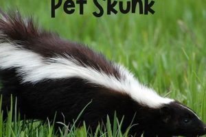 Will Skunks Eat Cat Food? Prevention Tips World’s Most Delicious Foods: Must-Try Dishes from Every Country Will Skunks Eat Cat Food? Prevention Tips | World’s Most Delicious Foods: Must-Try Dishes from Every Country