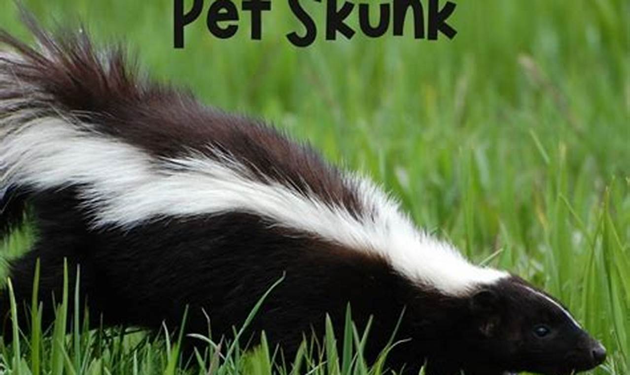 Will Skunks Eat Cat Food? Prevention Tips Safem Fabrication - Precision Engineering & Custom Manufacturing Solutions Will Skunks Eat Cat Food? Prevention Tips | Safem Fabrication - Precision Engineering & Custom Manufacturing Solutions