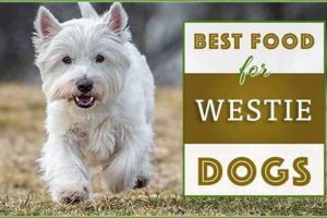 Best West Highland Terrier Dog Food: Diet & Care Safem Fabrication - Precision Engineering & Custom Manufacturing Solutions Best West Highland Terrier Dog Food: Diet & Care | Safem Fabrication - Precision Engineering & Custom Manufacturing Solutions