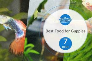 Top Choices: Best Food for Guppies + Feeding Tips Safem Fabrication - Precision Engineering & Custom Manufacturing Solutions Top Choices: Best Food for Guppies + Feeding Tips | Safem Fabrication - Precision Engineering & Custom Manufacturing Solutions
