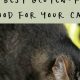 Is Gluten-Free Cat Food Best? + Alternatives & FAQ | World’s Most Delicious Foods: Must-Try Dishes from Every Country