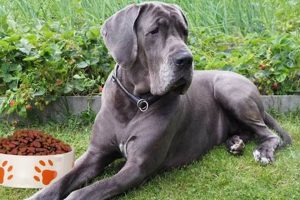Top Picks: Best Puppy Food for Great Danes [Guide] | World’s Most Delicious Foods: Must-Try Dishes from Every Country