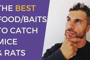 Discover: Best Food to Trap Mice Fast & Effectively Safem Fabrication - Precision Engineering & Custom Manufacturing Solutions Discover: Best Food to Trap Mice Fast & Effectively | Safem Fabrication - Precision Engineering & Custom Manufacturing Solutions
