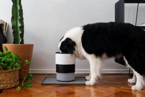 Help! Do Dogs Get Sick of Their Food? & Solutions Safem Fabrication - Precision Engineering & Custom Manufacturing Solutions Help! Do Dogs Get Sick of Their Food? & Solutions | Safem Fabrication - Precision Engineering & Custom Manufacturing Solutions