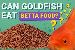 Feeding Faux Pas: Can You Feed Goldfish Betta Food? Guide Safem Fabrication - Precision Engineering & Custom Manufacturing Solutions Feeding Faux Pas: Can You Feed Goldfish Betta Food? Guide | Safem Fabrication - Precision Engineering & Custom Manufacturing Solutions