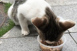 Tricks: How to Get Cat to Eat Wet Food? [Easy Guide] | World’s Most Delicious Foods: Must-Try Dishes from Every Country