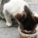 Tricks: How to Get Cat to Eat Wet Food? [Easy Guide] | World’s Most Delicious Foods: Must-Try Dishes from Every Country