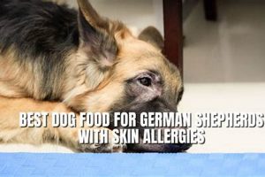 Top Picks: Best Dog Food for German Shepherds with Skin Allergies - Guide Safem Fabrication - Precision Engineering & Custom Manufacturing Solutions Top Picks: Best Dog Food for German Shepherds with Skin Allergies - Guide | Safem Fabrication - Precision Engineering & Custom Manufacturing Solutions