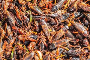 Cricket Survival: How Long Can Crickets Live Without Food? Tips Safem Fabrication - Precision Engineering & Custom Manufacturing Solutions Cricket Survival: How Long Can Crickets Live Without Food? Tips | Safem Fabrication - Precision Engineering & Custom Manufacturing Solutions
