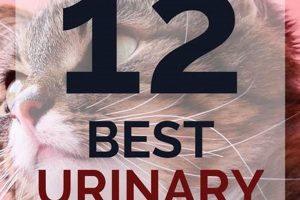 Top-Rated Best Cat Food for Urinary Issues Guide 2024 Safem Fabrication - Precision Engineering & Custom Manufacturing Solutions Top-Rated Best Cat Food for Urinary Issues Guide 2024 | Safem Fabrication - Precision Engineering & Custom Manufacturing Solutions