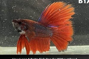 Betta's Food: How Long Can a Betta Go Without Food? Survival Guide Safem Fabrication - Precision Engineering & Custom Manufacturing Solutions Betta's Food: How Long Can a Betta Go Without Food? Survival Guide | Safem Fabrication - Precision Engineering & Custom Manufacturing Solutions