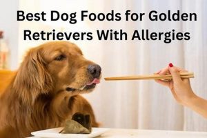 Top Pick: Best Dog Food for Golden Retrievers with Allergies Guide Safem Fabrication - Precision Engineering & Custom Manufacturing Solutions Top Pick: Best Dog Food for Golden Retrievers with Allergies Guide | Safem Fabrication - Precision Engineering & Custom Manufacturing Solutions