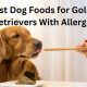 Top Pick: Best Dog Food for Golden Retrievers with Allergies Guide | World’s Most Delicious Foods: Must-Try Dishes from Every Country