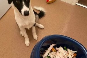Best Border Collie Dog Food: Fueling Your Active Pup Safem Fabrication - Precision Engineering & Custom Manufacturing Solutions Best Border Collie Dog Food: Fueling Your Active Pup | Safem Fabrication - Precision Engineering & Custom Manufacturing Solutions