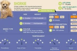 Top Picks: Best Food for Shorkies - Expert Guide Safem Fabrication - Precision Engineering & Custom Manufacturing Solutions Top Picks: Best Food for Shorkies - Expert Guide | Safem Fabrication - Precision Engineering & Custom Manufacturing Solutions