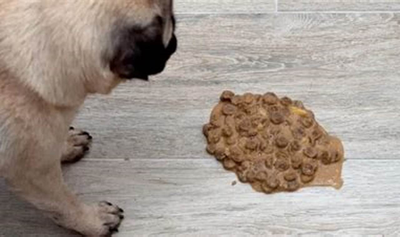 Why is My Dog Throwing Up Whole Food? Causes & Tips Safem Fabrication - Precision Engineering & Custom Manufacturing Solutions Why is My Dog Throwing Up Whole Food? Causes & Tips | Safem Fabrication - Precision Engineering & Custom Manufacturing Solutions