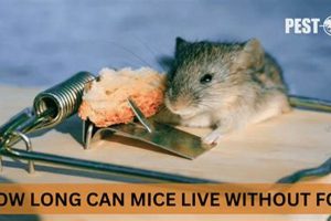 Mouse Survival: How Long Can a Mouse Live Without Food? Tips Safem Fabrication - Precision Engineering & Custom Manufacturing Solutions Mouse Survival: How Long Can a Mouse Live Without Food? Tips | Safem Fabrication - Precision Engineering & Custom Manufacturing Solutions