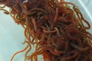 Best Live Black Worms Fish Food: Nutrition & Care Safem Fabrication - Precision Engineering & Custom Manufacturing Solutions Best Live Black Worms Fish Food: Nutrition & Care | Safem Fabrication - Precision Engineering & Custom Manufacturing Solutions