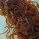 Best Live Black Worms Fish Food: Nutrition & Care | World’s Most Delicious Foods: Must-Try Dishes from Every Country