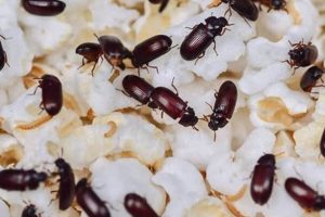 Dealing With Cat Food Bugs: Prevention & Solutions World’s Most Delicious Foods: Must-Try Dishes from Every Country Dealing With Cat Food Bugs: Prevention & Solutions | World’s Most Delicious Foods: Must-Try Dishes from Every Country