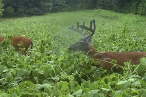 Top Spring Plots: The Best Food Plot for Deer & More! Safem Fabrication - Precision Engineering & Custom Manufacturing Solutions Top Spring Plots: The Best Food Plot for Deer & More! | Safem Fabrication - Precision Engineering & Custom Manufacturing Solutions