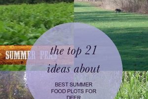 Top Best Summer Food Plots for Deer: Grow Bigger Bucks! Safem Fabrication - Precision Engineering & Custom Manufacturing Solutions Top Best Summer Food Plots for Deer: Grow Bigger Bucks! | Safem Fabrication - Precision Engineering & Custom Manufacturing Solutions