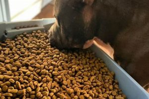 Top-Rated: Best Dry Dog Food for Pitbulls - Reviews Safem Fabrication - Precision Engineering & Custom Manufacturing Solutions Top-Rated: Best Dry Dog Food for Pitbulls - Reviews | Safem Fabrication - Precision Engineering & Custom Manufacturing Solutions