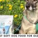 Best Dog Food for Senior Dogs with Bad Teeth: Healthier Gums | World’s Most Delicious Foods: Must-Try Dishes from Every Country