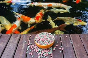 Best Pond Fish Food: Nourish Your Fish [Guide] | World’s Most Delicious Foods: Must-Try Dishes from Every Country
