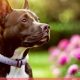 Top-Rated Best Food for Staffordshire Terriers: 2024 Guide | World’s Most Delicious Foods: Must-Try Dishes from Every Country
