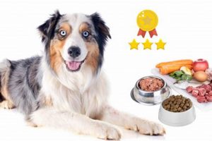 Top Picks: Best Puppy Food for Your Australian Shepherd Breed Safem Fabrication - Precision Engineering & Custom Manufacturing Solutions Top Picks: Best Puppy Food for Your Australian Shepherd Breed | Safem Fabrication - Precision Engineering & Custom Manufacturing Solutions