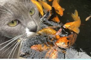 The Best Food for Koi Fish: Feeding Guide & Care World’s Most Delicious Foods: Must-Try Dishes from Every Country The Best Food for Koi Fish: Feeding Guide & Care | World’s Most Delicious Foods: Must-Try Dishes from Every Country